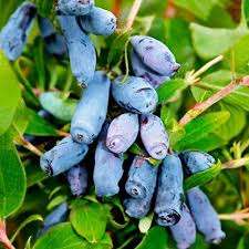 Бахчарский великан