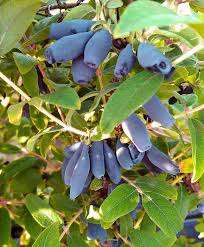 Дочь великана