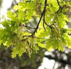 Дуб Черешчатый