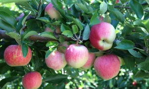 Грушовка московская