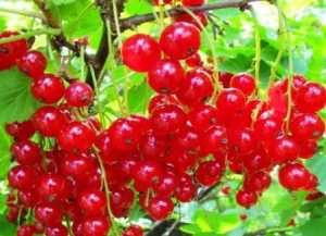 Красная Андрейченко