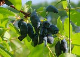 Стрежевчанка